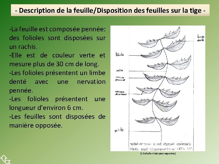 - Description de la feuille/Disposition des feuilles sur la tige -La feuille est composée