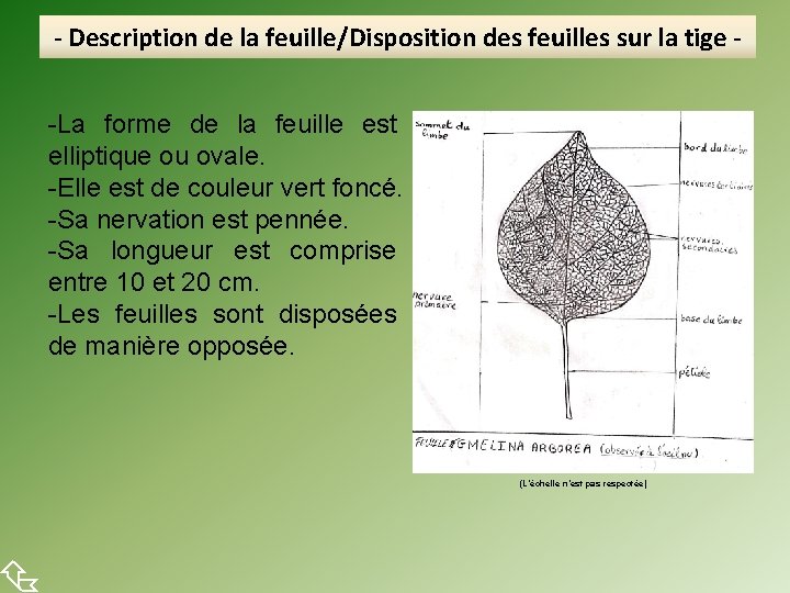  - Description de la feuille/Disposition des feuilles sur la tige -La forme de