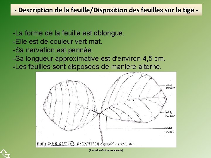  - Description de la feuille/Disposition des feuilles sur la tige -La forme de