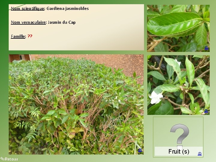 Nom scientifique: Gardiena jasminoïdes Nom vernaculaire: Jasmin du Cap Famille: ? ? Retour Fruit