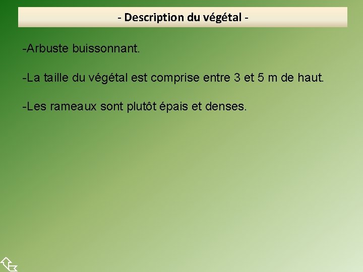  - Description du végétal -Arbuste buissonnant. -La taille du végétal est comprise entre