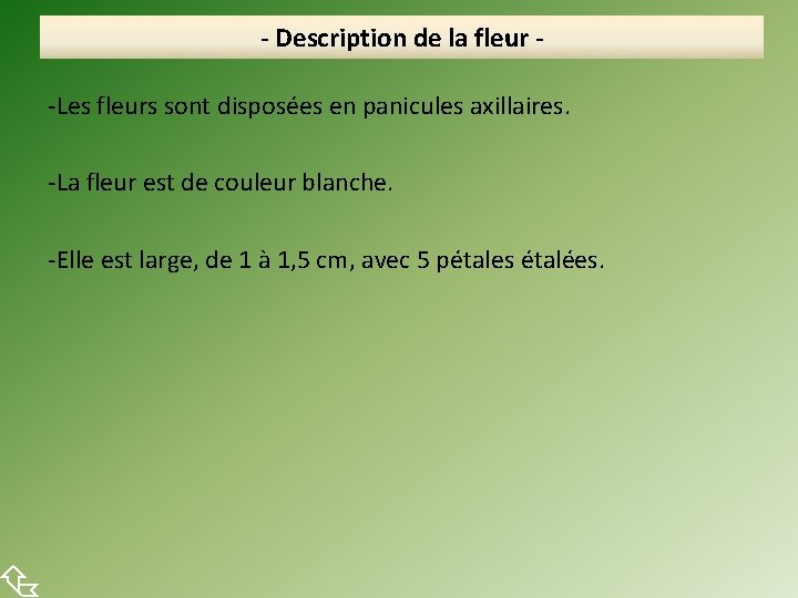  - Description de la fleur -Les fleurs sont disposées en panicules axillaires. -La