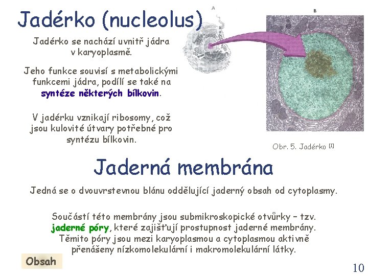 Jadérko (nucleolus) Jadérko se nachází uvnitř jádra v karyoplasmě. Jeho funkce souvisí s metabolickými