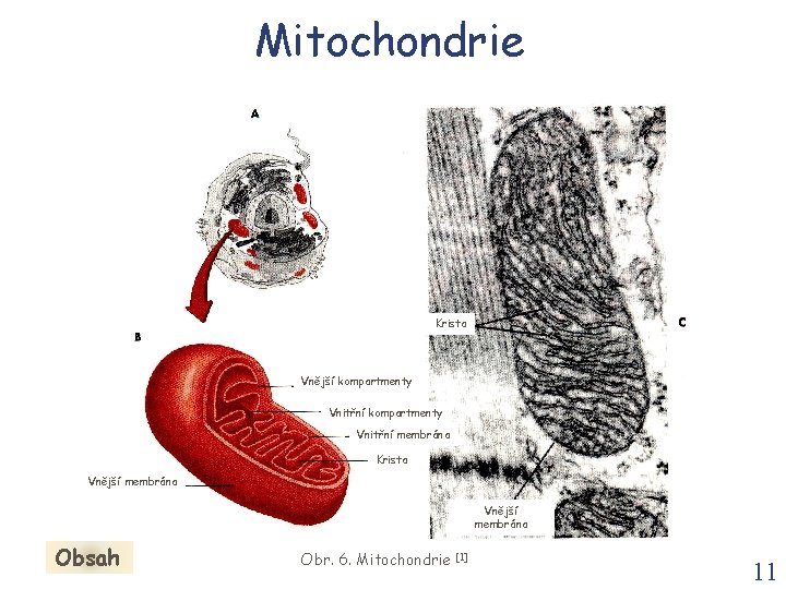 Mitochondrie Krista Vnější kompartmenty Vnitřní membrána Krista Vnější membrána Obsah Obr. 6. Mitochondrie [1]