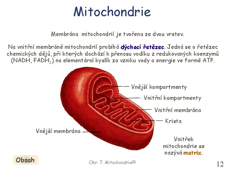 Mitochondrie Membrána mitochondrií je tvořena ze dvou vrstev. Na vnitřní membráně mitochondrií probíhá dýchací