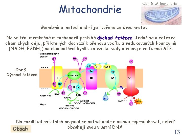 Mitochondrie Obr. 8. Mitochondrie Membrána mitochondrií je tvořena ze dvou vrstev. Na vnitřní membráně