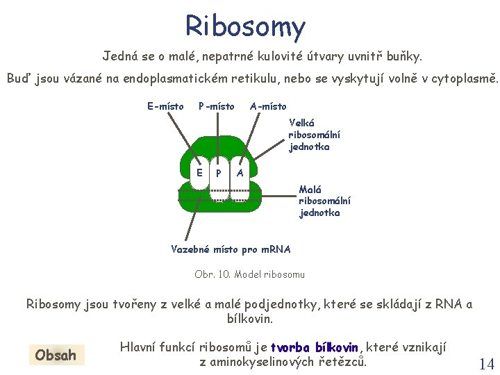 Ribosomy Jedná se o malé, nepatrné kulovité útvary uvnitř buňky. Buď jsou vázané na