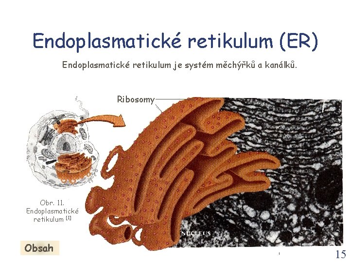 Endoplasmatické retikulum (ER) Endoplasmatické retikulum je systém měchýřků a kanálků. Ribosomy Obr. 11. Endoplasmatické