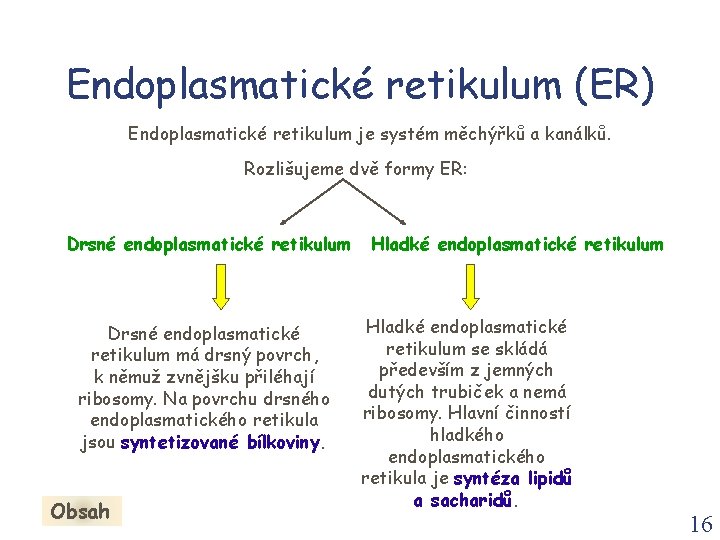 Endoplasmatické retikulum (ER) Endoplasmatické retikulum je systém měchýřků a kanálků. Rozlišujeme dvě formy ER:
