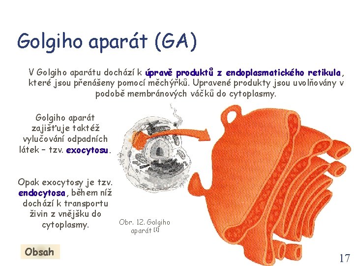 Golgiho aparát (GA) V Golgiho aparátu dochází k úpravě produktů z endoplasmatického retikula, které