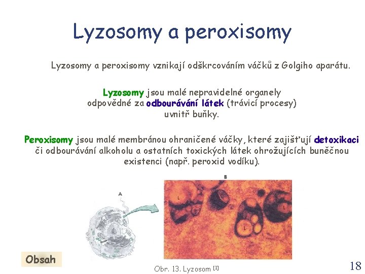 Lyzosomy a peroxisomy vznikají odškrcováním váčků z Golgiho aparátu. Lyzosomy jsou malé nepravidelné organely