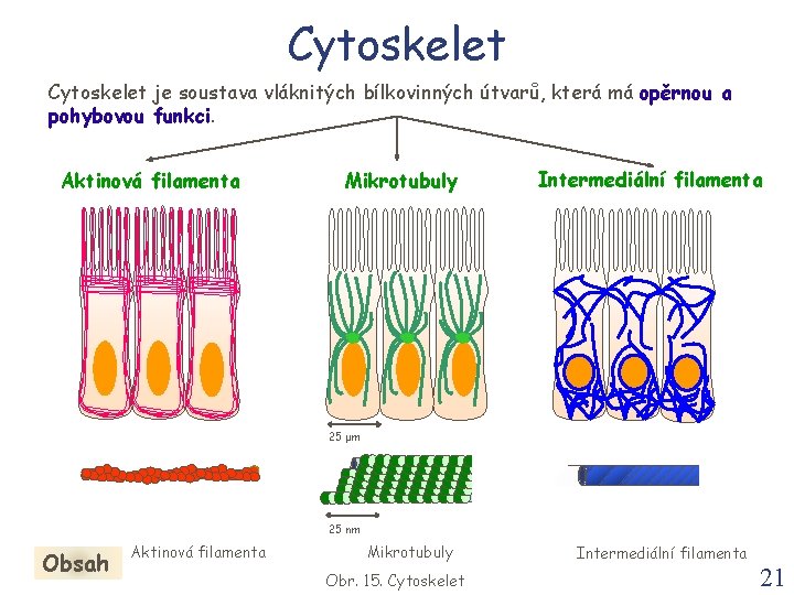 Cytoskelet je soustava vláknitých bílkovinných útvarů, která má opěrnou a pohybovou funkci. Aktinová filamenta
