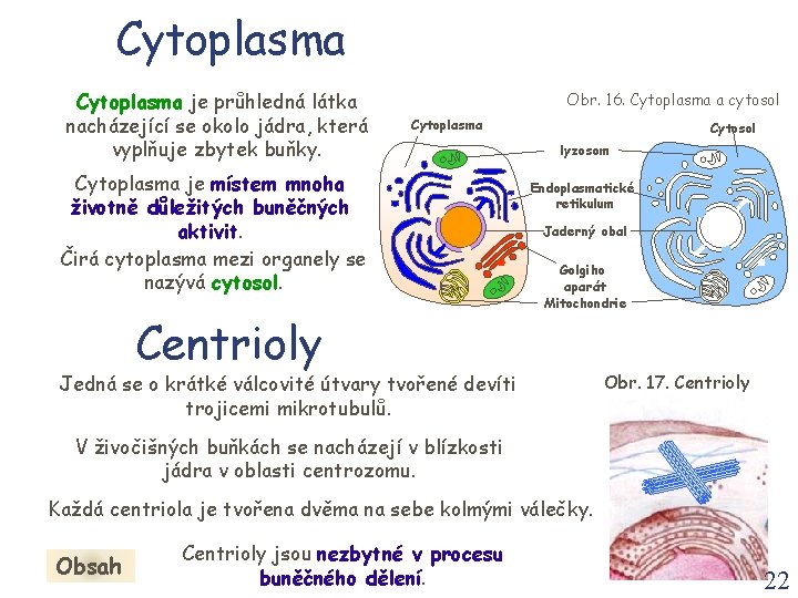 Cytoplasma je průhledná látka nacházející se okolo jádra, která vyplňuje zbytek buňky. Obr. 16.