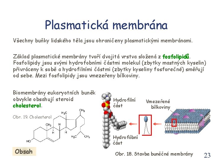 Plasmatická membrána Všechny buňky lidského těla jsou ohraničeny plasmatickými membránami. Základ plasmatické membrány tvoří