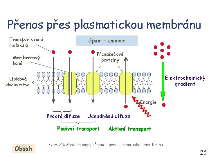 Přenos přes plasmatickou membránu Transportovaná molekula Spustit animaci Přenašečové proteiny Membránový kanál Elektrochemický gradient