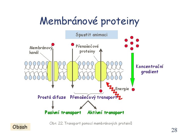 Membránové proteiny Spustit animaci Membránový kanál Přenašečové proteiny Koncentrační gradient Energie Prostá difuze Přenašečový