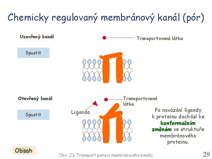 Chemicky regulovaný membránový kanál (pór) Uzavřený kanál Transportovaná látka Spustit Otevřený kanál Spustit Obsah