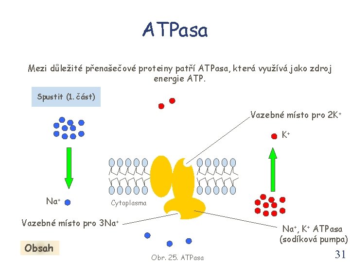 ATPasa Mezi důležité přenašečové proteiny patří ATPasa, která využívá jako zdroj energie ATP. Spustit