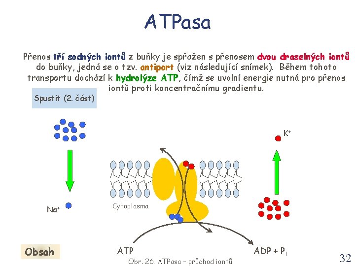 ATPasa Přenos tří sodných iontů z buňky je spřažen s přenosem dvou draselných iontů