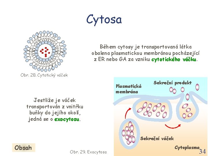 Cytosa Během cytosy je transportovaná látka obalena plasmatickou membránou pocházející z ER nebo GA