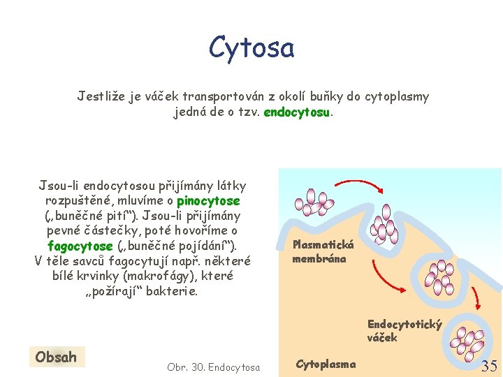 Cytosa Jestliže je váček transportován z okolí buňky do cytoplasmy jedná de o tzv.