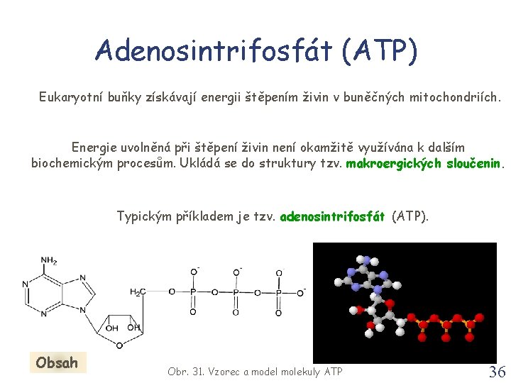 Adenosintrifosfát (ATP) Eukaryotní buňky získávají energii štěpením živin v buněčných mitochondriích. Energie uvolněná při