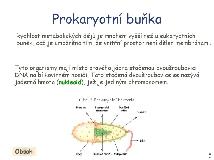 Prokaryotní buňka Rychlost metabolických dějů je mnohem vyšší než u eukaryotních buněk, což je