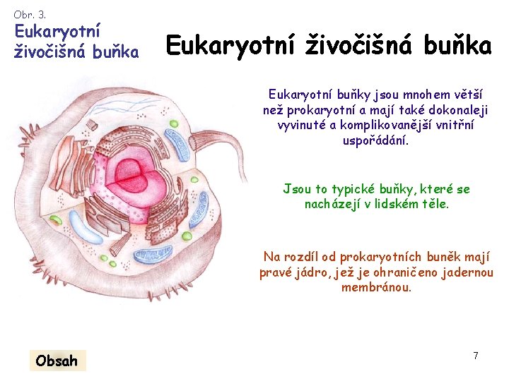 Obr. 3. Eukaryotní živočišná buňka Eukaryotní buňky jsou mnohem větší než prokaryotní a mají