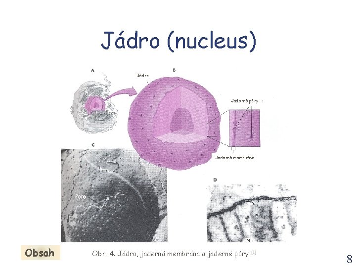 Jádro (nucleus) Jádro Jaderné póry Jaderná membrána Obsah Obr. 4. Jádro, jaderná membrána a