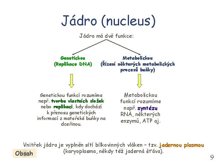 Jádro (nucleus) Jádro má dvě funkce: Genetickou (Replikace DNA) Metabolickou (Řízení některých metabolických procesů