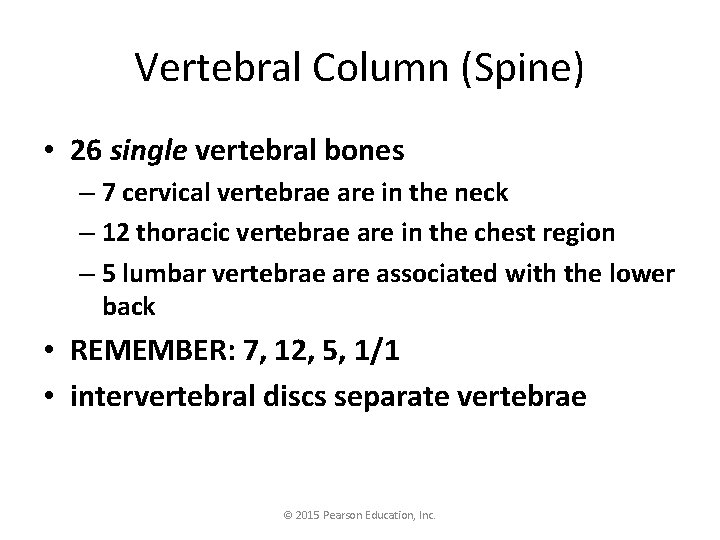 Vertebral Column (Spine) • 26 single vertebral bones – 7 cervical vertebrae are in