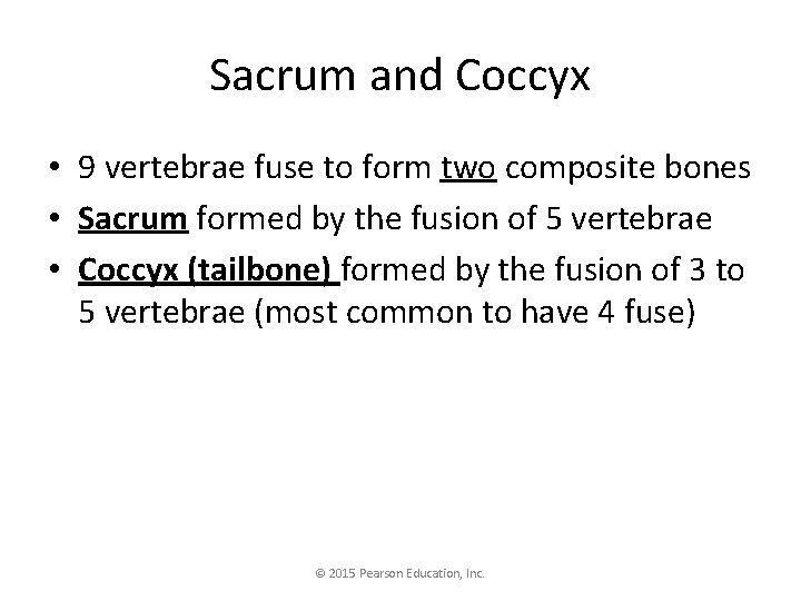 Sacrum and Coccyx • 9 vertebrae fuse to form two composite bones • Sacrum Sacrum and Coccyx • 9 vertebrae fuse to form two composite bones • Sacrum