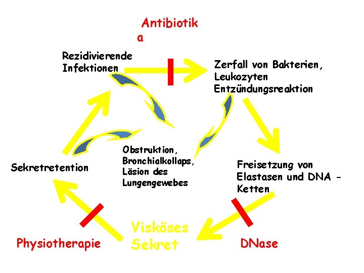 Antibiotik a Rezidivierende Infektionen Sekretretention Physiotherapie Obstruktion, Bronchialkollaps, Läsion des Lungengewebes Visköses Sekret Zerfall