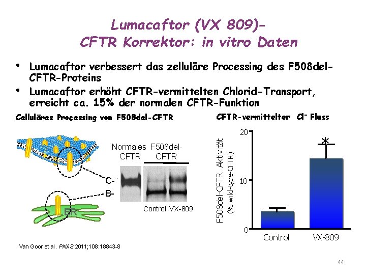 Lumacaftor (VX 809)CFTR Korrektor: in vitro Daten • • Lumacaftor verbessert das zelluläre Processing