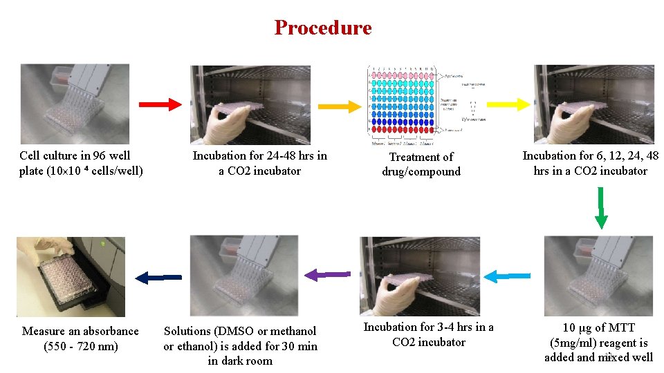Procedure Cell culture in 96 well plate (10 x 10 ⁴ cells/well) Measure an