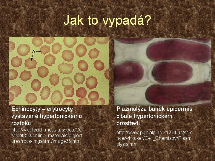 Jak to vypadá? Echinocyty – erytrocyty vystavené hypertonickému roztoku. http: //webteach. mccs. uky. edu/CO