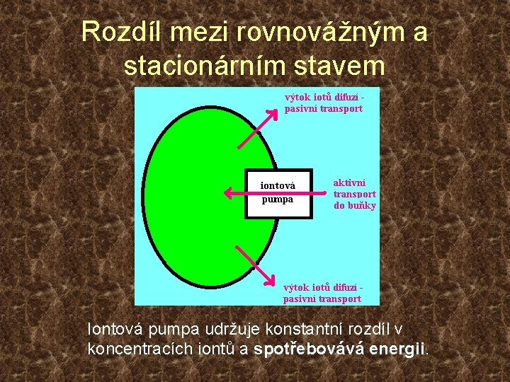 Rozdíl mezi rovnovážným a stacionárním stavem Iontová pumpa udržuje konstantní rozdíl v koncentracích iontů