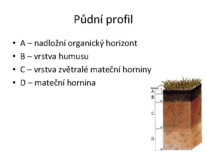 Půdní profil • • A – nadložní organický horizont B – vrstva humusu C