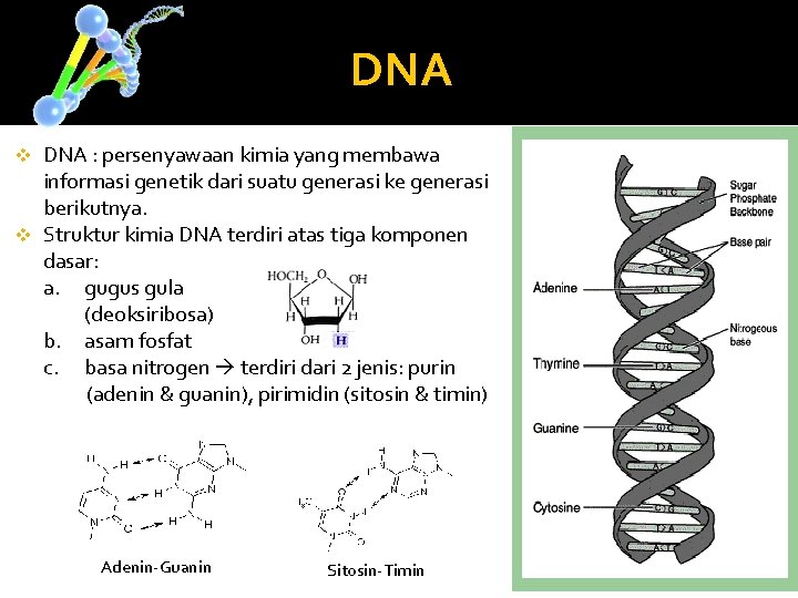 DNA : persenyawaan kimia yang membawa informasi genetik dari suatu generasi ke generasi berikutnya.