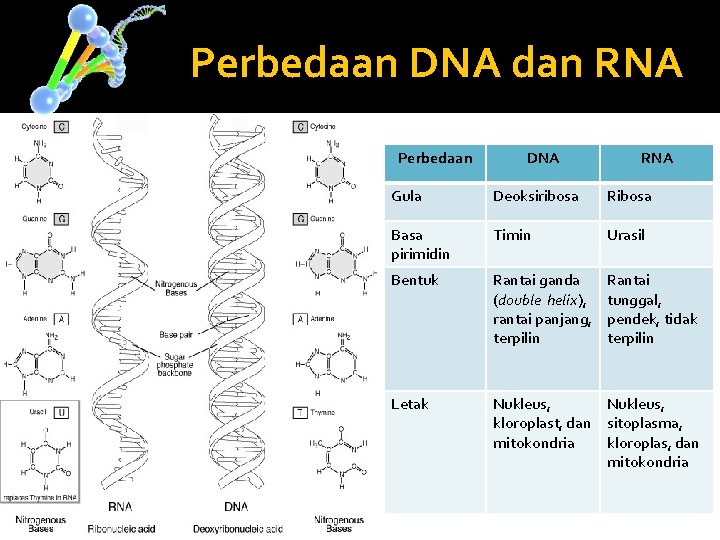 Perbedaan DNA dan RNA Perbedaan DNA RNA Gula Deoksiribosa Ribosa Basa pirimidin Timin Urasil