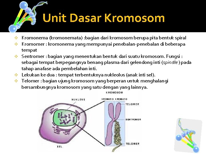 Unit Dasar Kromosom Kromonema (kromonemata) : bagian dari kromosom berupa pita bentuk spiral Kromomer