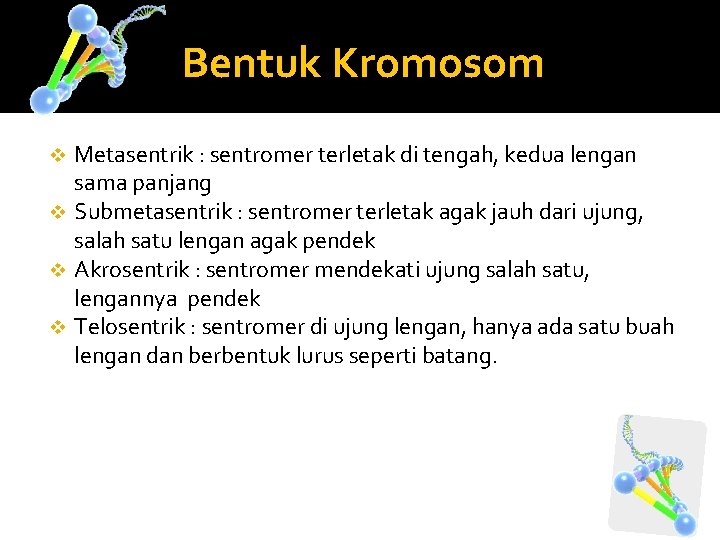 Bentuk Kromosom Metasentrik : sentromer terletak di tengah, kedua lengan sama panjang v Submetasentrik