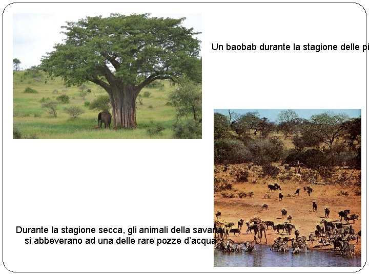 Un baobab durante la stagione delle pi Durante la stagione secca, gli animali della