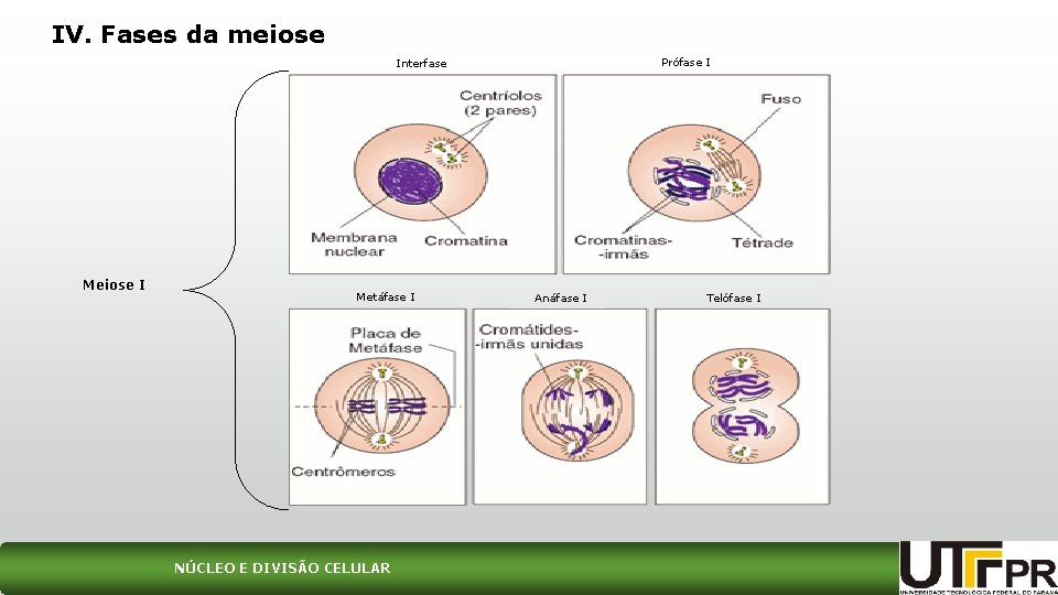 IV. Fases da meiose Prófase I Interfase Meiose I Metáfase I NÚCLEO E DIVISÃO