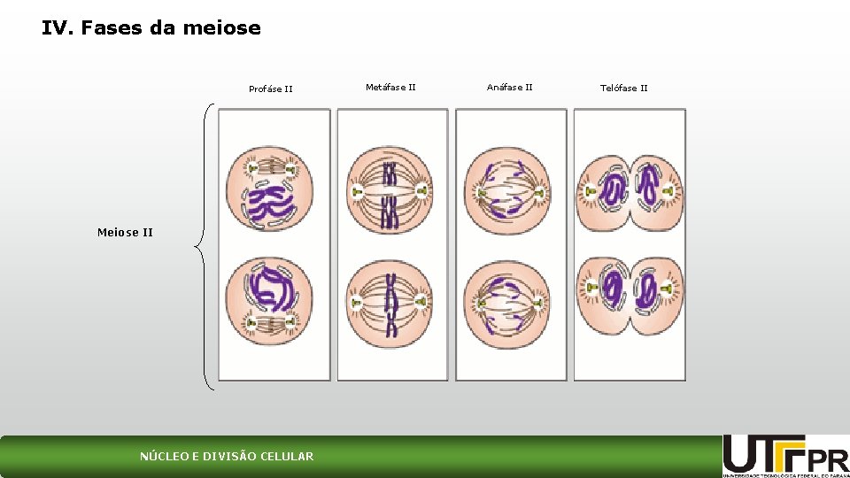 IV. Fases da meiose Profáse II Meiose II NÚCLEO E DIVISÃO CELULAR Metáfase II