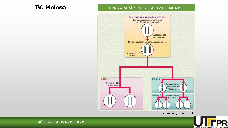 IV. Meiose COMPARAÇÃO ENTRE MITOSE E MEIOSE Representação sem escala NÚCLEO E DIVISÃO CELULAR