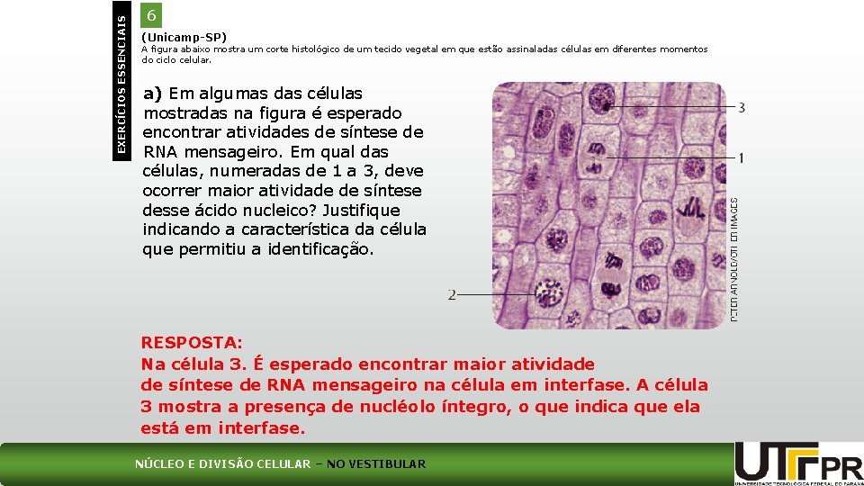 EXERCÍCIOS ESSENCIAIS 6 (Unicamp-SP) A figura abaixo mostra um corte histológico de um tecido