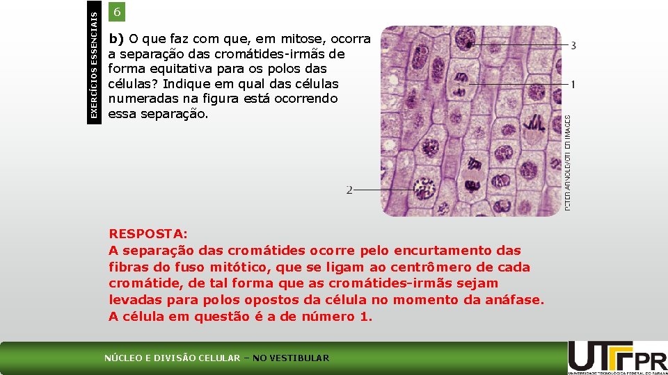 EXERCÍCIOS ESSENCIAIS 6 b) O que faz com que, em mitose, ocorra a separação