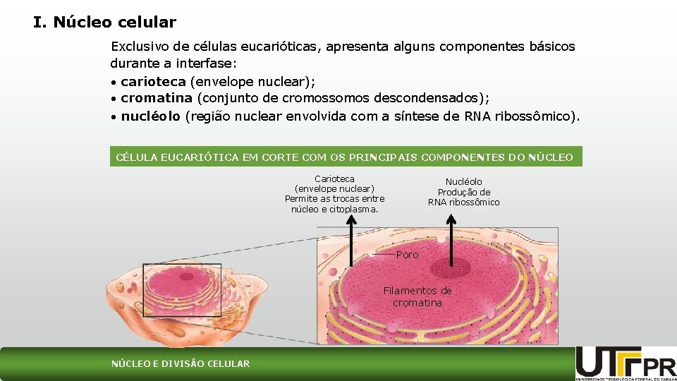 I. Núcleo celular Exclusivo de células eucarióticas, apresenta alguns componentes básicos durante a interfase: