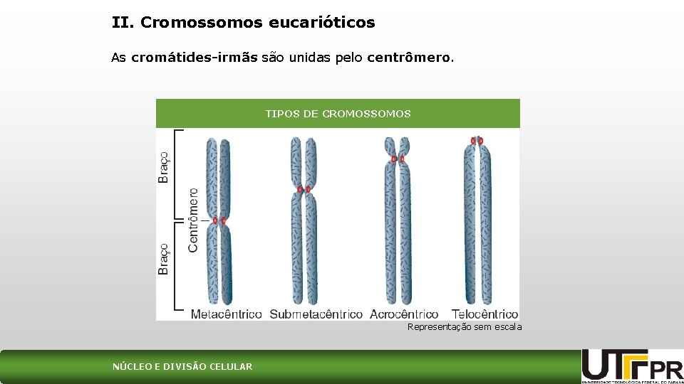 II. Cromossomos eucarióticos As cromátides-irmãs são unidas pelo centrômero. TIPOS DE CROMOSSOMOS Representação sem